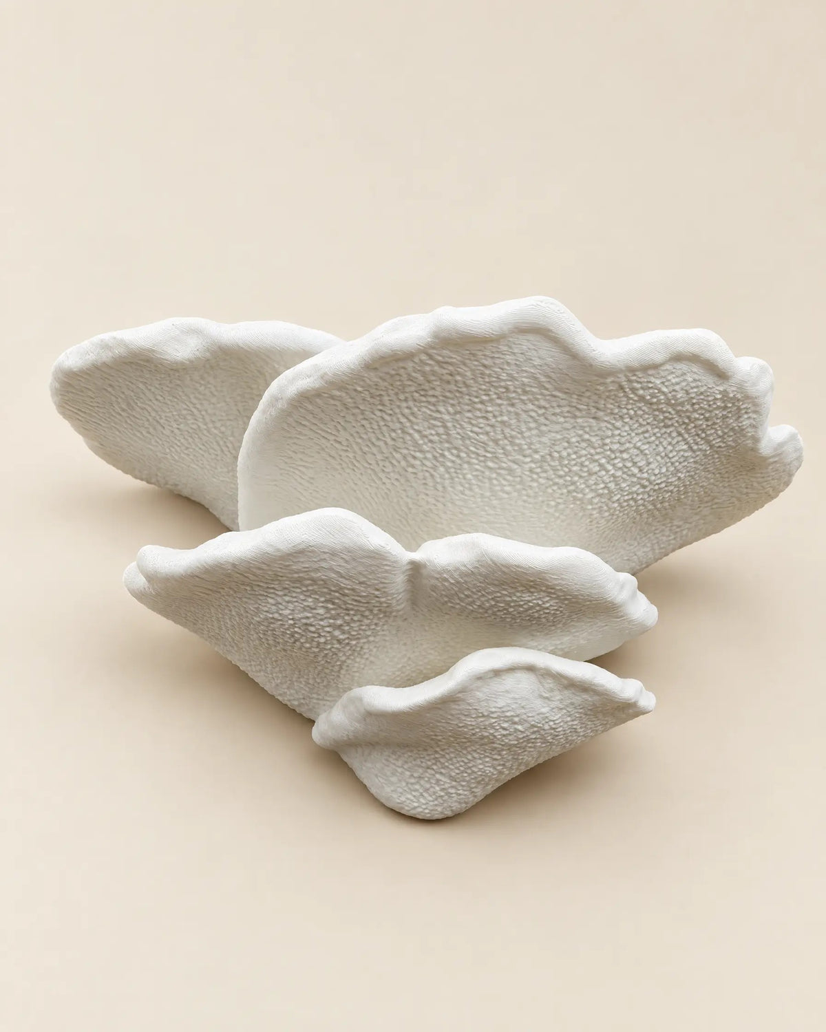 Gibbosa Fungus Shelf