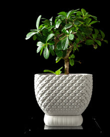 Twill Rib Planter