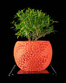 Pore Bloom Planter