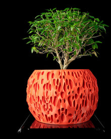 Sponge Pore Planter