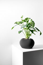 Mini Rib Planter - 3D printed planter by Valence Objects