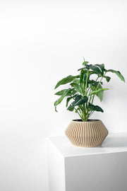 Angular Bud Planter - 3D printed planter by Valence Objects