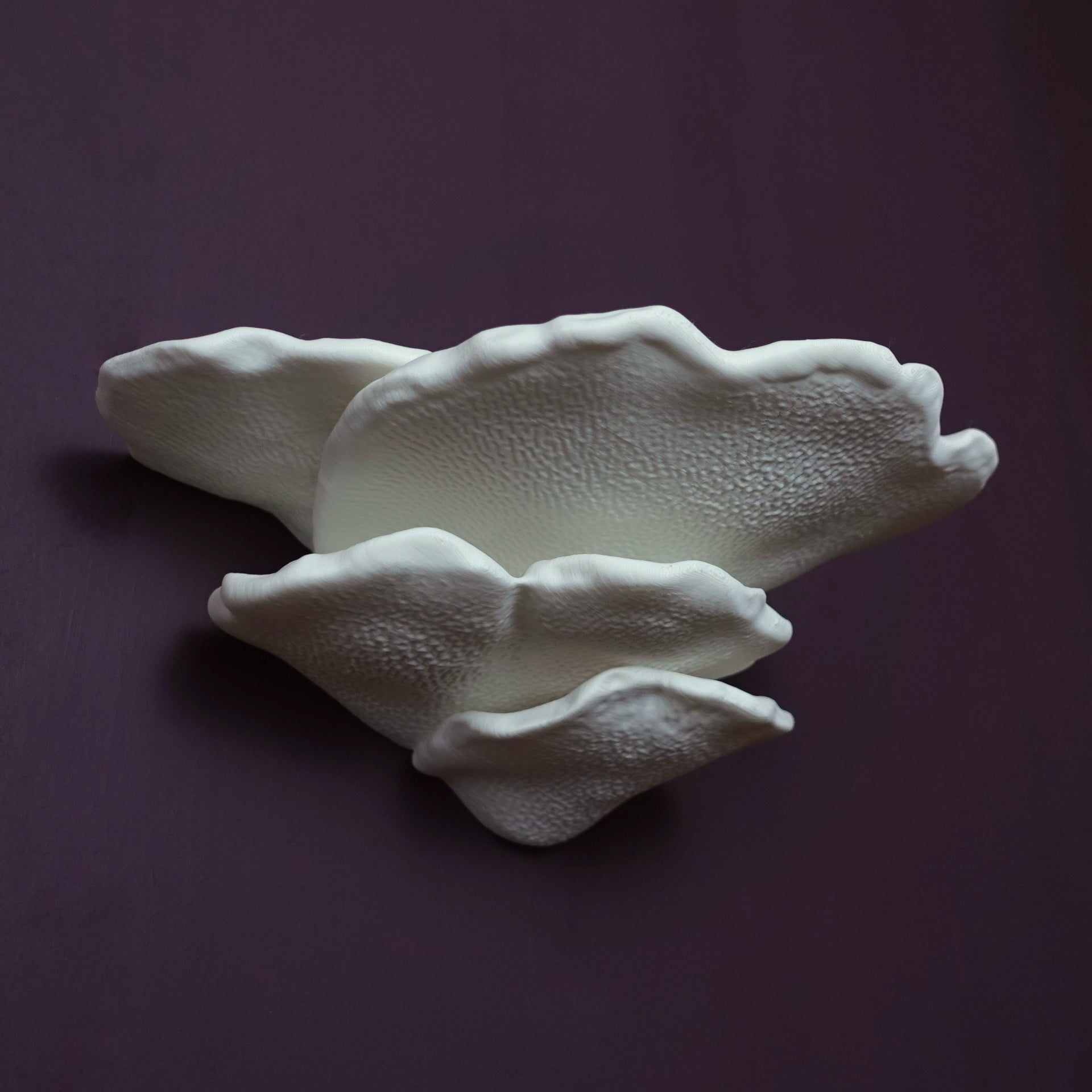 Gibbosa Fungus Shelf