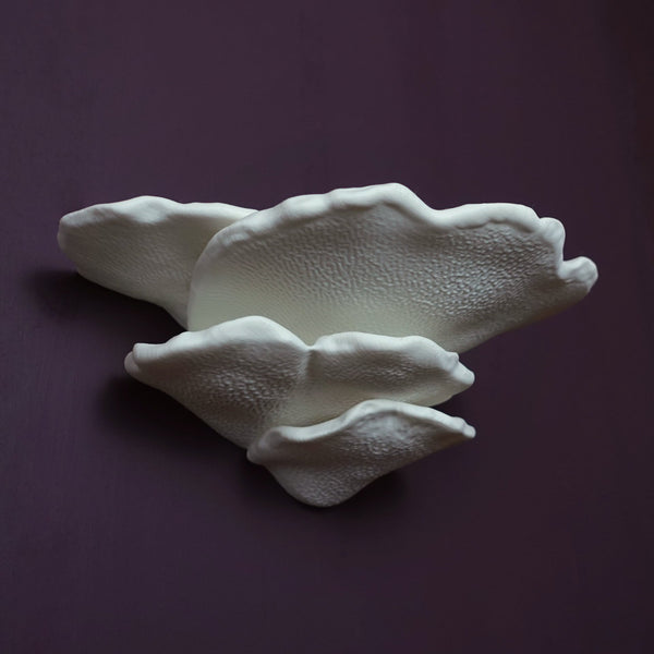 Gibbosa Fungus Shelf