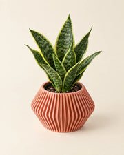 Angular Bud Planter – styled in use