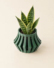 Angular Fin Orchid Planter – styled in use