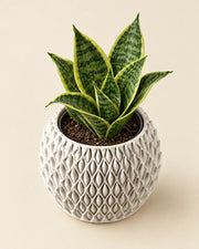 Basket Weave Planter – styled in use