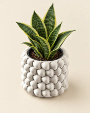 Bubble Knob Planter – styled in use