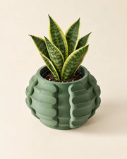 Bubble Row Planter – styled in use