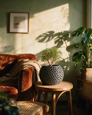 Cell Web Planter – on a side table at golden hour