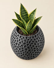 Cell Web Planter – styled in use