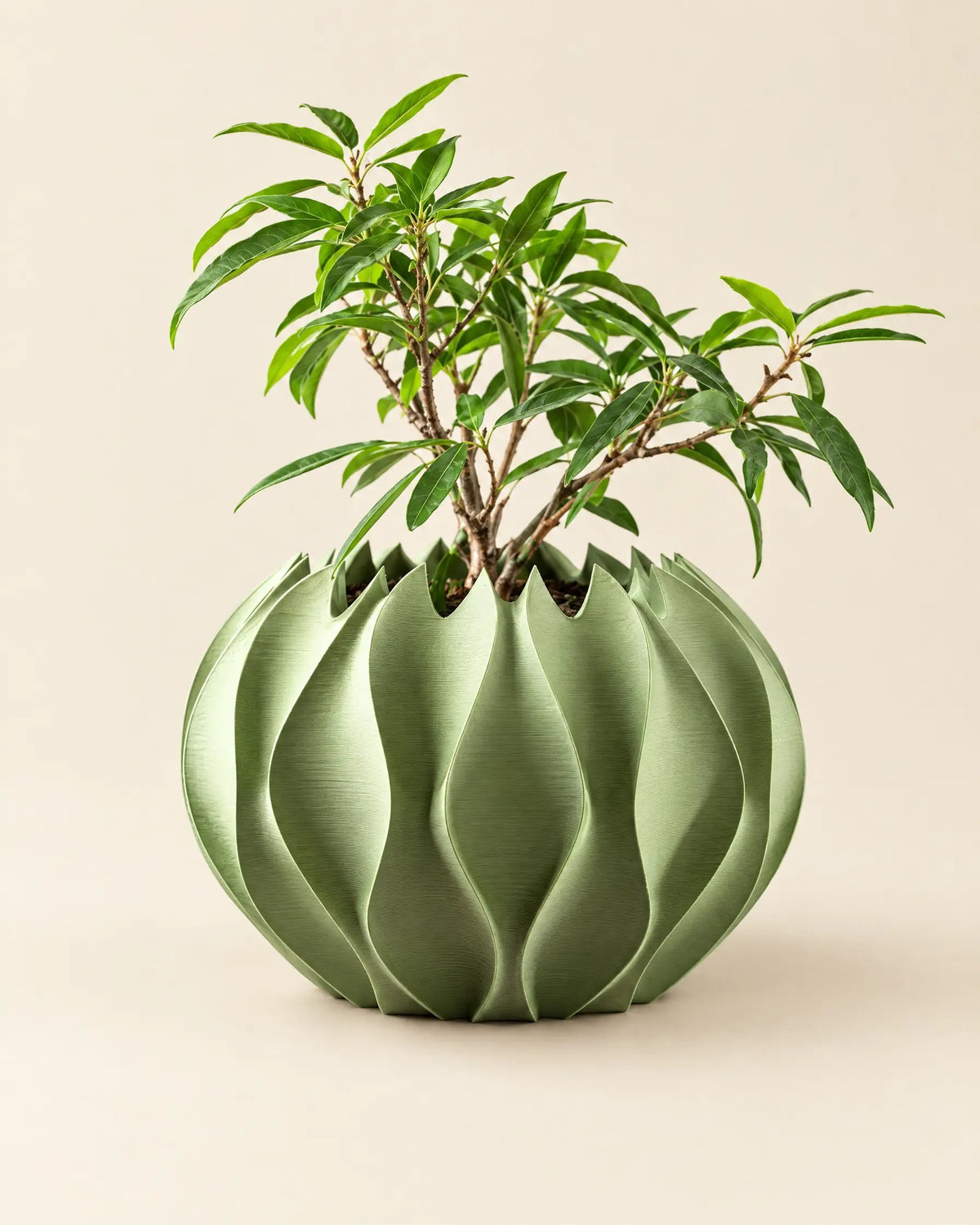 Chasm Petal Planter