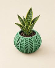 Chevron Round Planter – styled in use