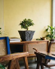 Circuit Relief Planter – styled on a console