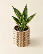 Corrugated Column Planter – styled in use