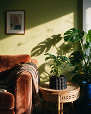 Corrugated Planter – on a side table at golden hour