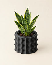 Corrugated Planter – styled in use