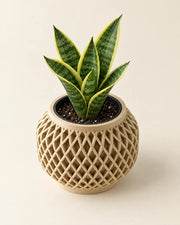 Crosshatch Bulb Planter – styled in use