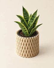 Crosshatch Column Planter – styled in use