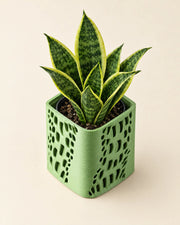 Dash Cut Planter – styled in use