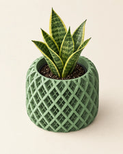 Diamond Basin Planter – styled in use