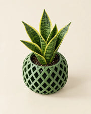 Diamond Drum Orchid Planter – styled in use