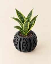 Diamond Fin Planter – styled in use