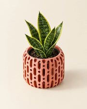 Diamond Lantern Orchid Planter – styled in use