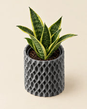 Diamond Mesh Planter – styled in use