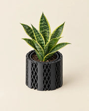 Diamond Net Planter – styled in use