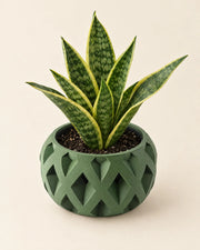 Diamond Relief Planter – styled in use
