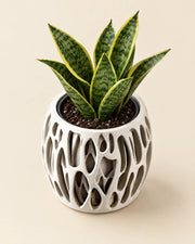 Drip Lattice Planter – styled in use