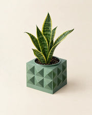 Faceted Cube Planter – styled in use