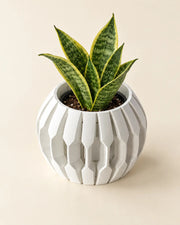 Faceted Lantern Orchid Planter – styled in use