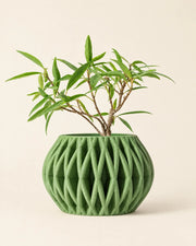 Fin Bowl Planter – front view