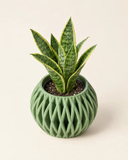 Fin Bowl Planter – styled in use