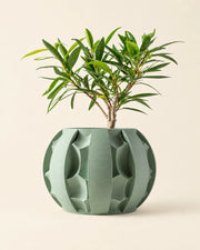 Fin Petal Planter – front view