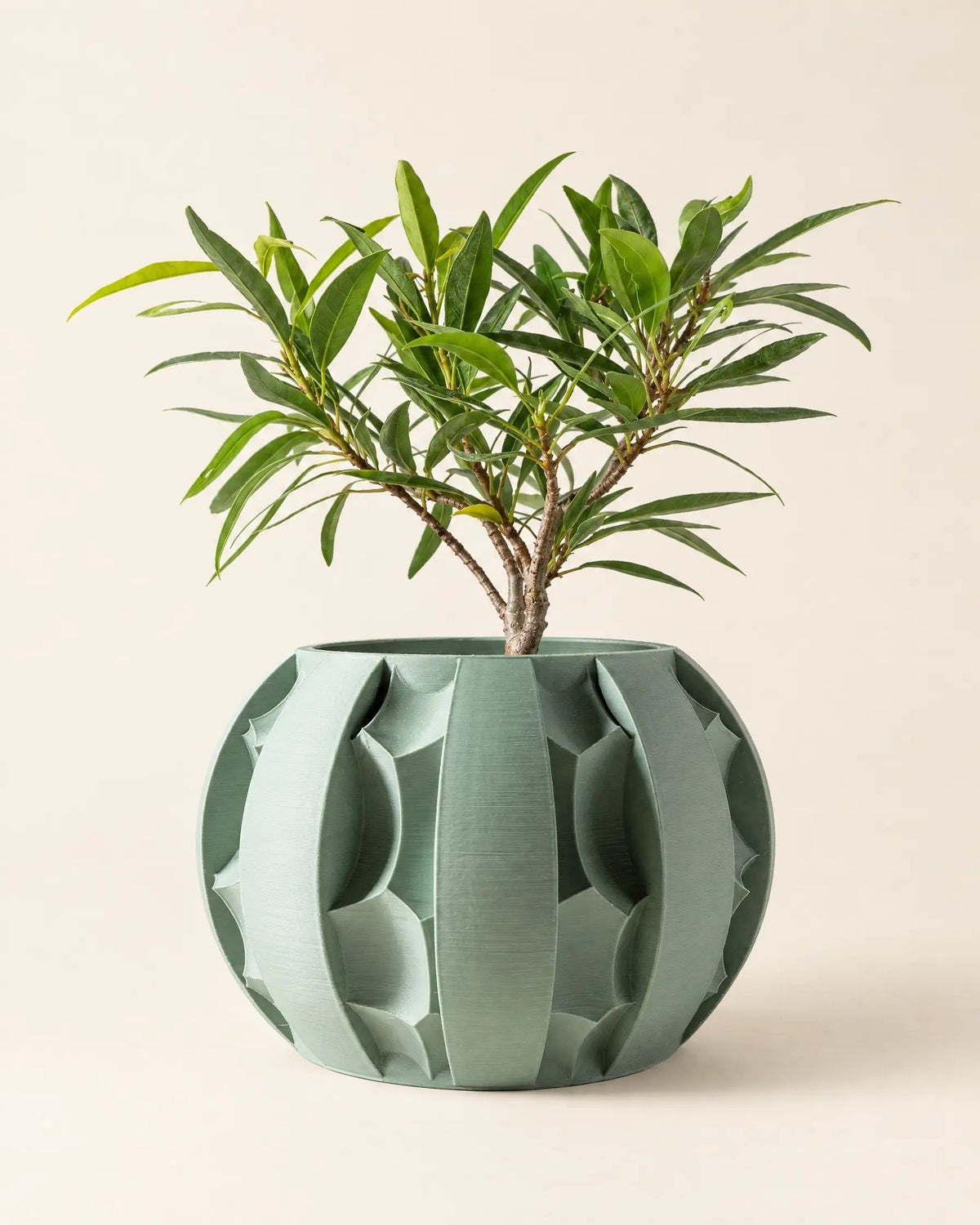 Fin Petal Planter