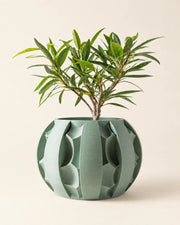 Fin Petal Planter – three-quarter studio view