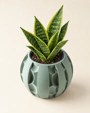 Fin Petal Planter – styled in use