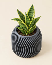 Fine Fin Planter – styled in use