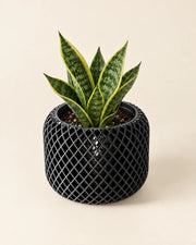 Fine Mesh Planter – styled in use