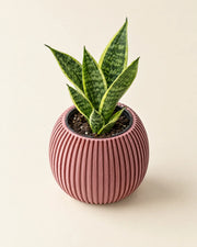 Fine Rib Bud Planter – styled in use