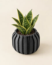 Fine Slat Orchid Planter – styled in use