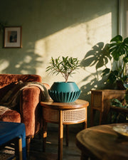 Flute Flare Planter – on a side table at golden hour