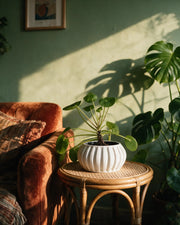 Fluted Bowl Planter – on a side table at golden hour