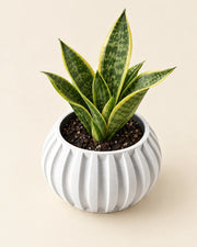 Fluted Bowl Planter – styled in use
