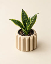 Fluted Drum Planter – styled in use