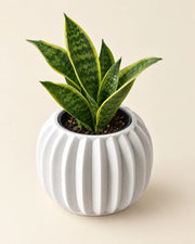 Fluted Lobe Planter – styled in use