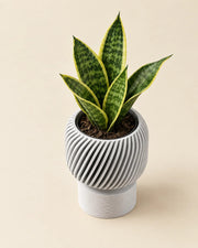 Fluted Pedestal Planter – styled in use